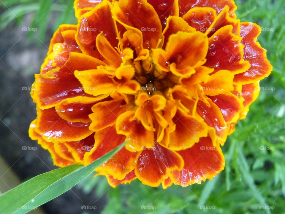 Nature's Vibrant Colors