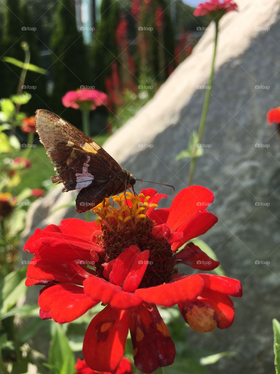 Butterfly on red flower 