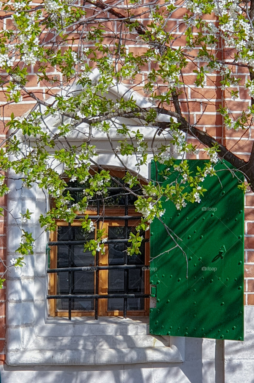 Exterior of a red brick Orthodox church window with bars, shutters and flowering tree branches.