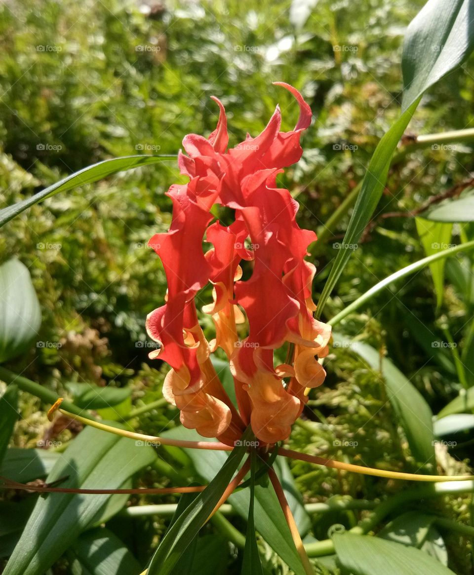 Planting flower in the garden under the sunlight is beauty in Nature