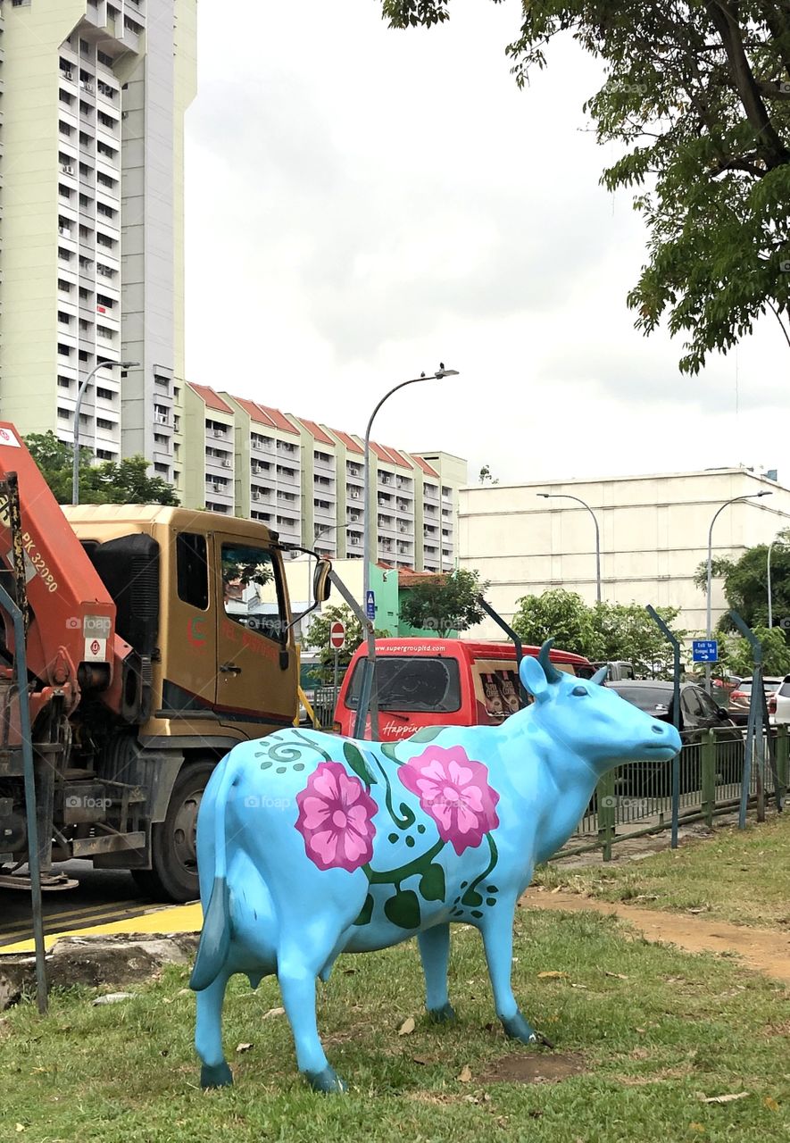 Cow in the city 
