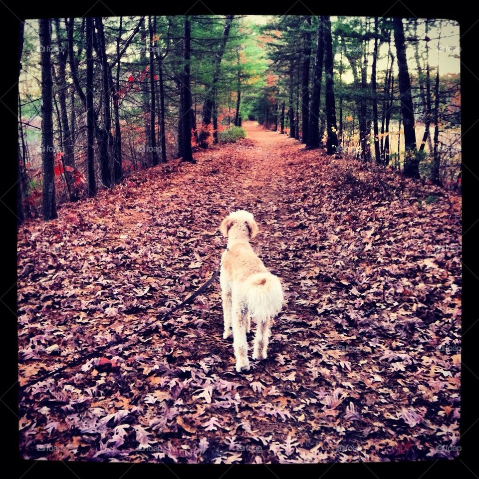 Goldendoodle walk