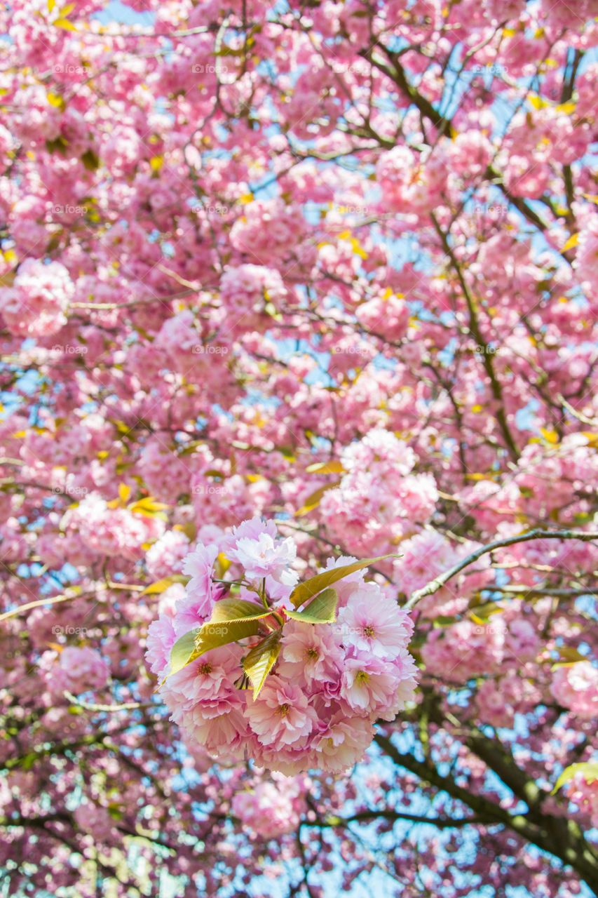 Low angle view of cherry blossom