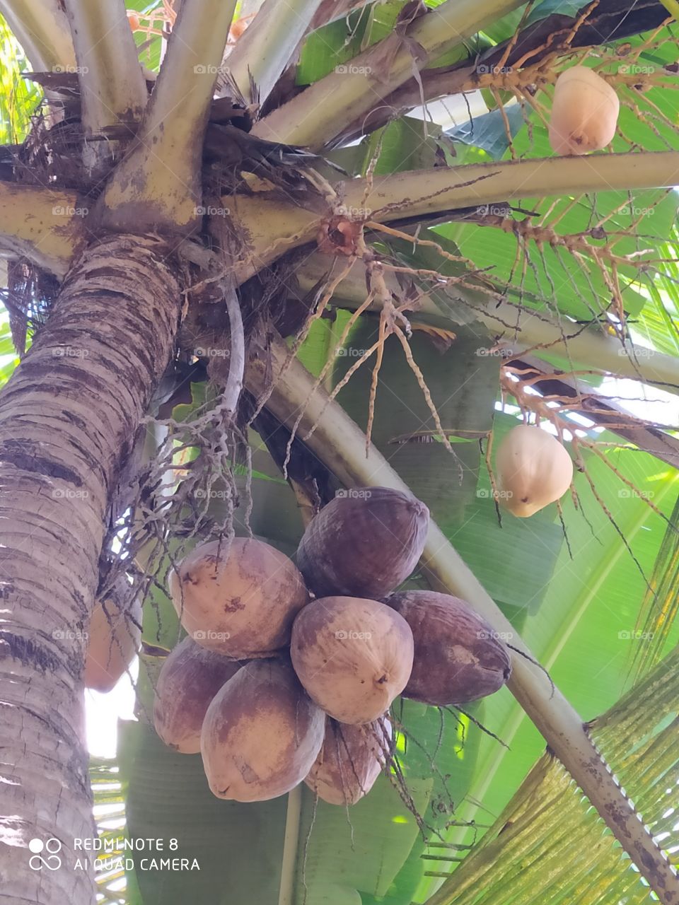 Tropical, Nature, Palm, Tree, Fruit