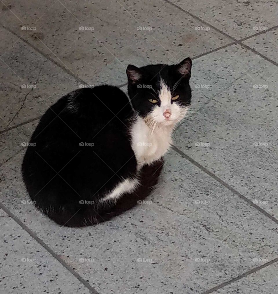 A cat was looking at us, it's posture was cute and elegant, it's eyes and hair were beautiful too.