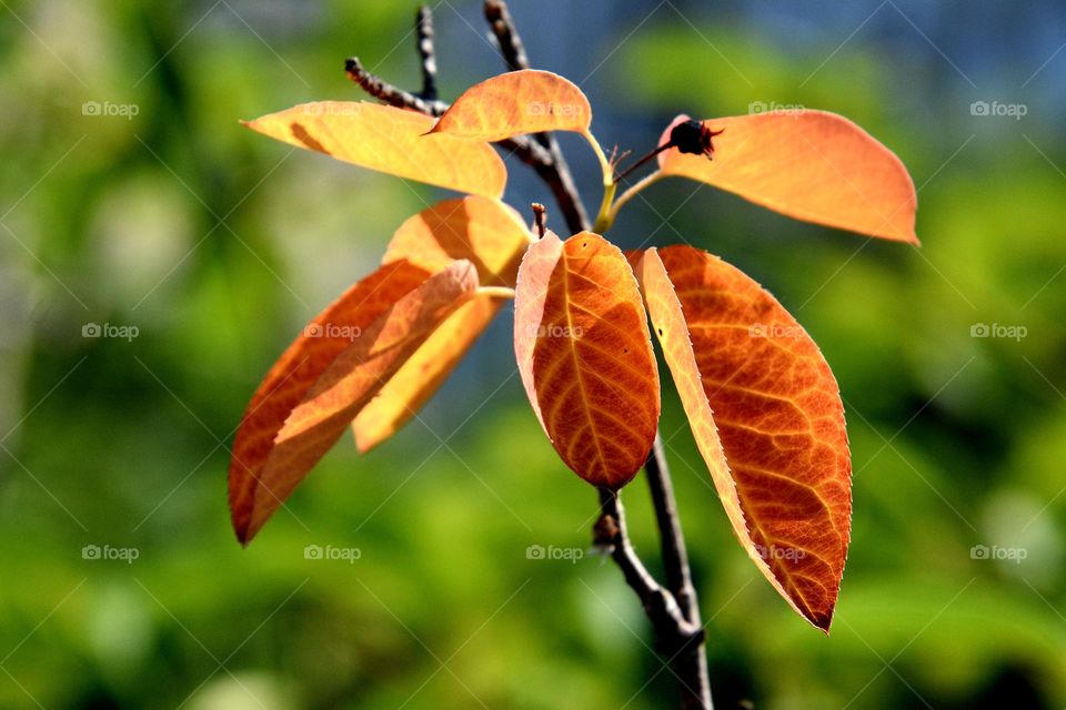 orange leaves on green tree