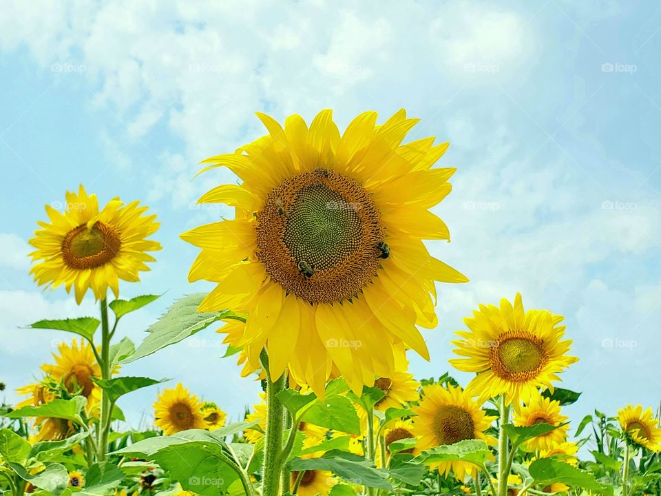 sunflower