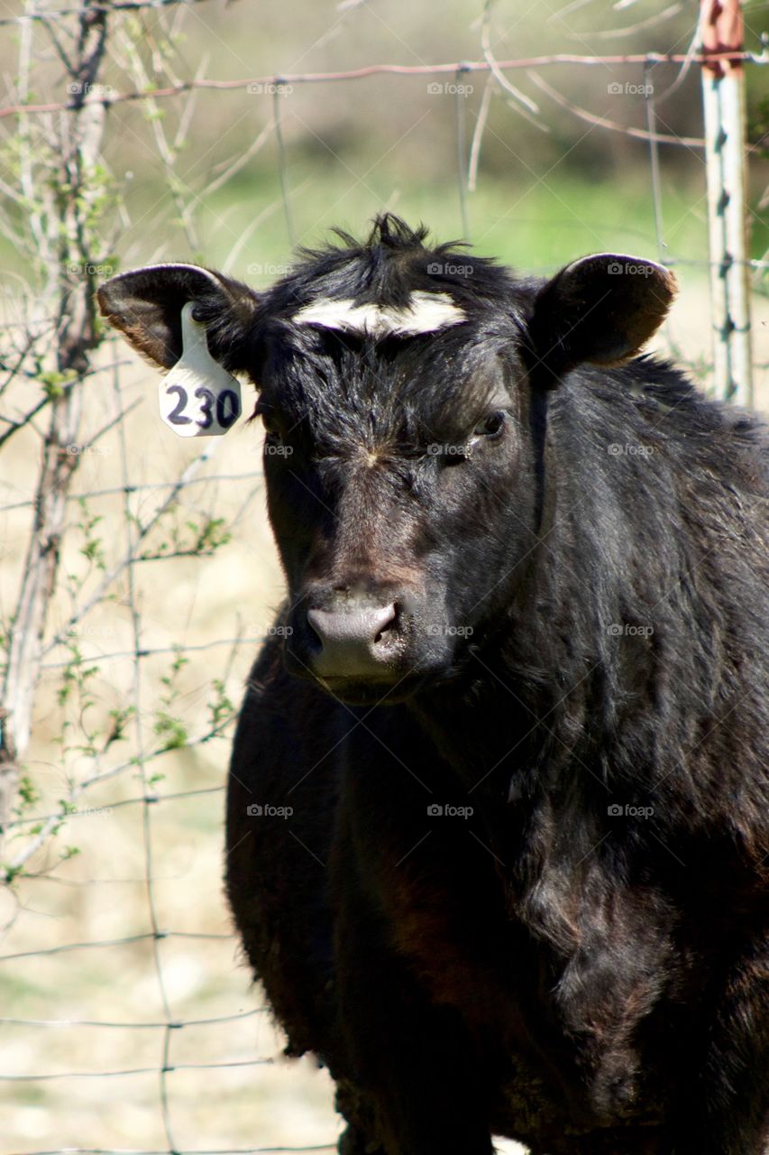 Headshot of a female feeder yearling against a barbed wire fence