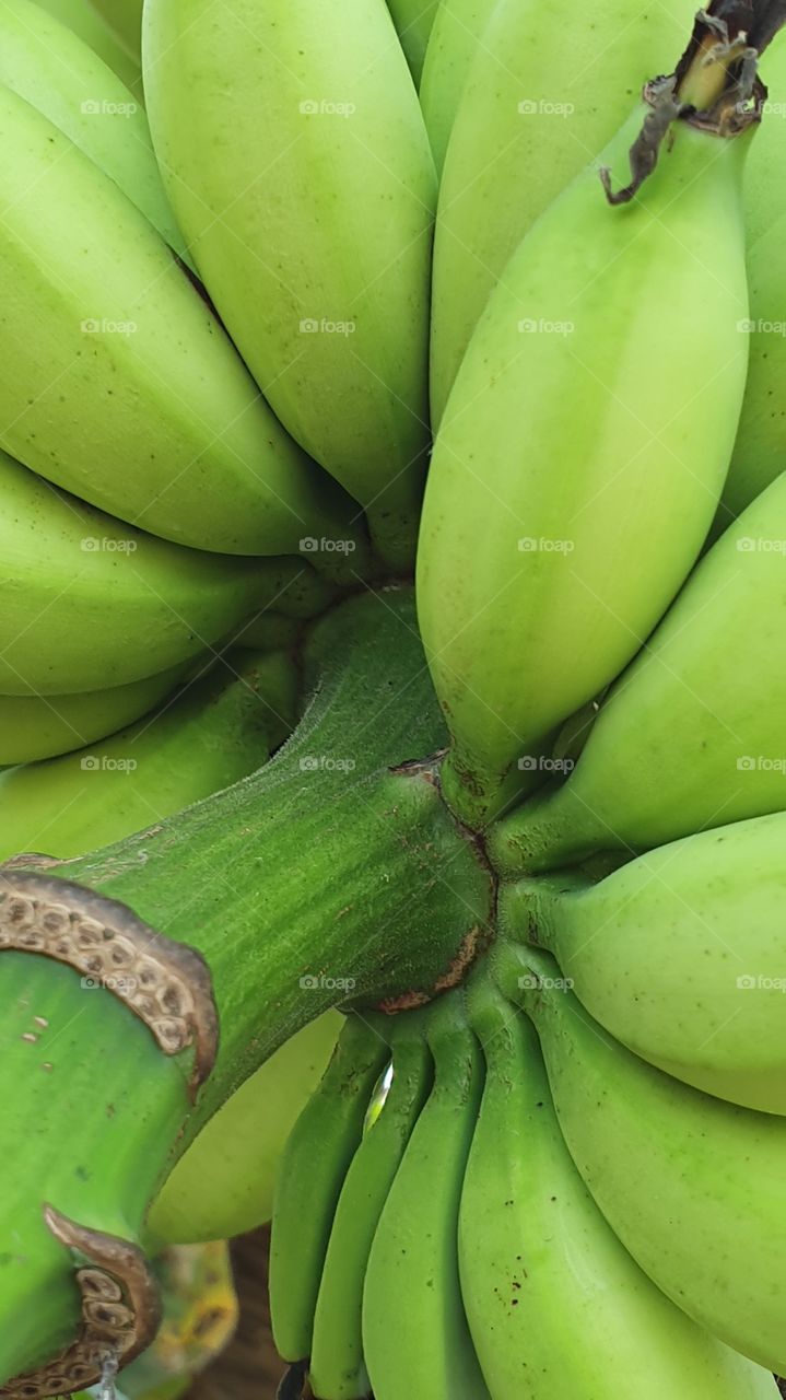 banana