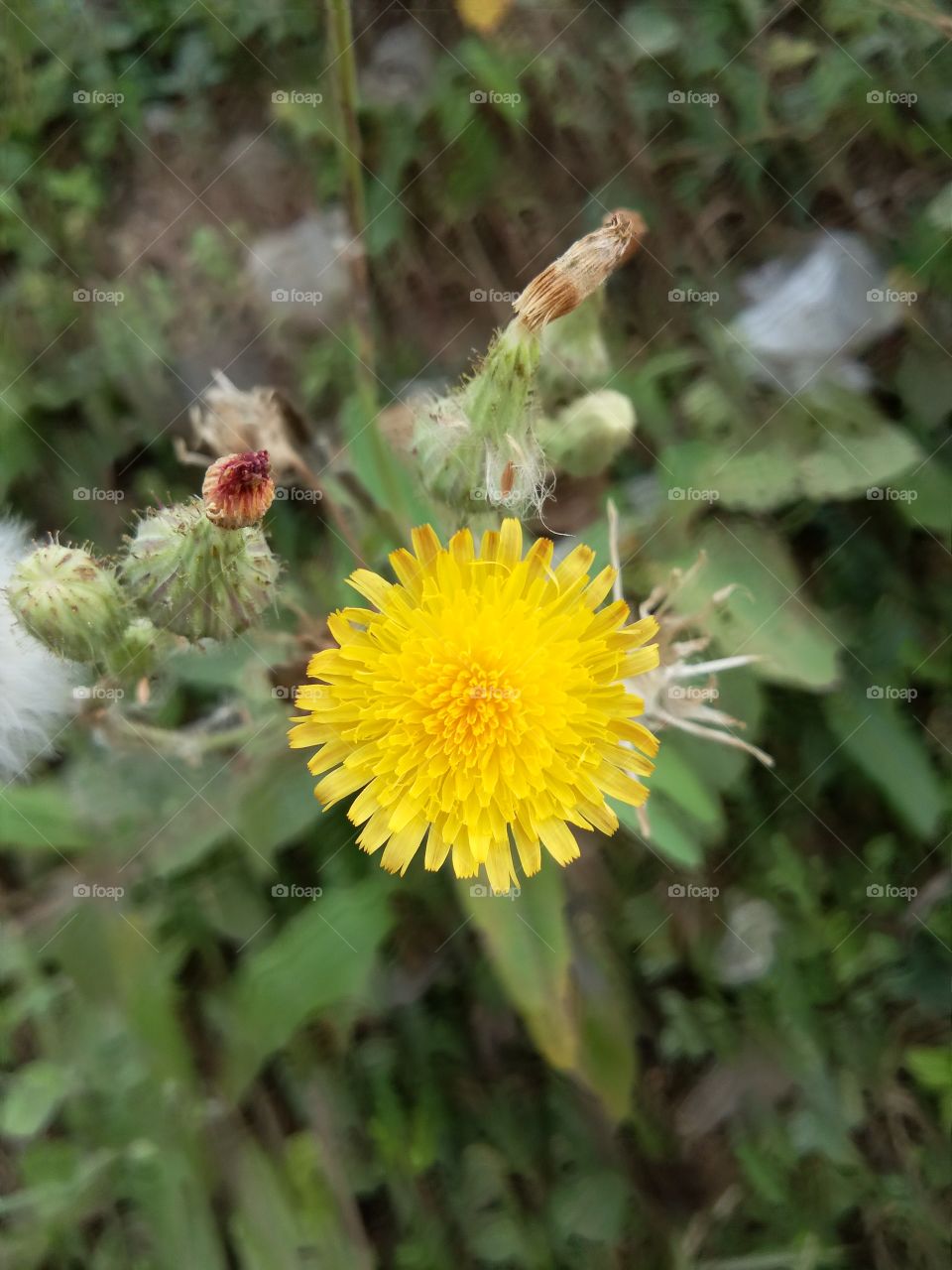 the most beautiful flowers on road side