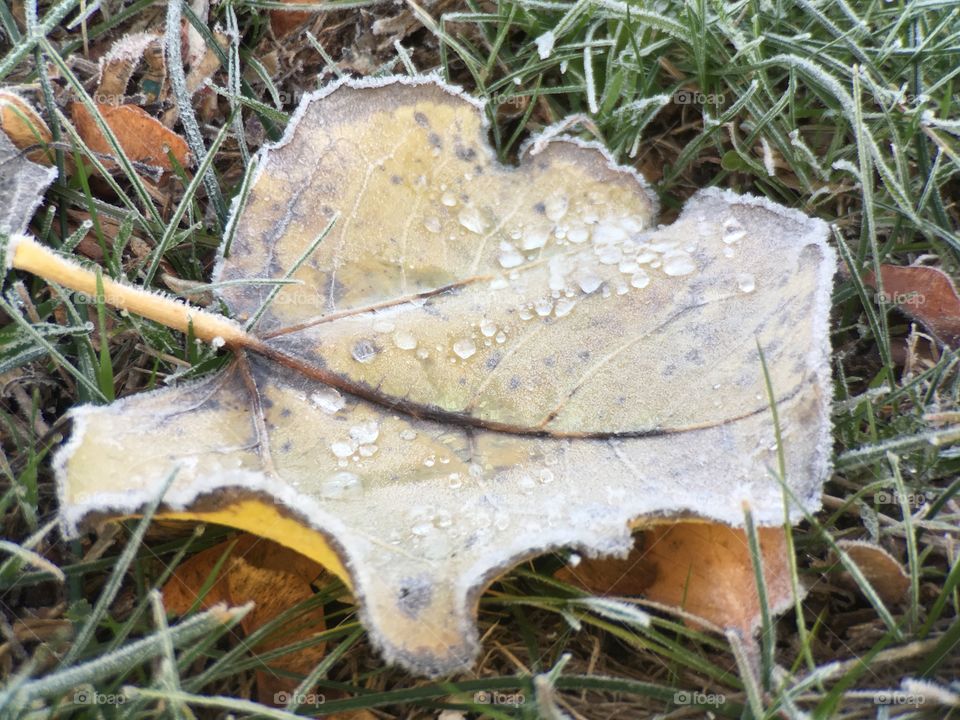 Close-up of a frosty leaf