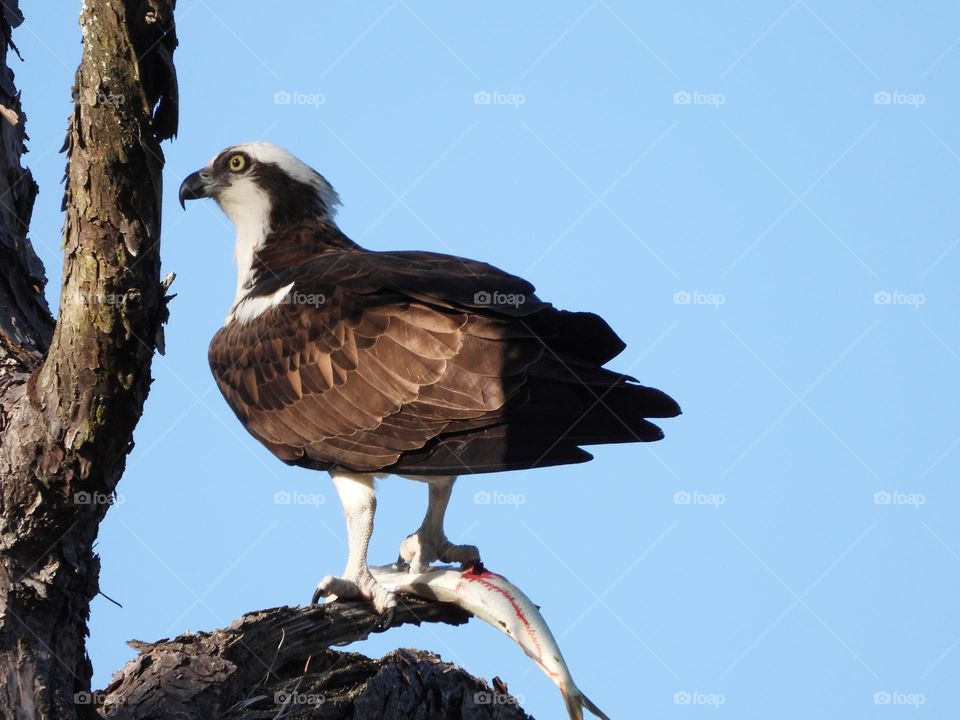 Bird Watching - An Osprey bird has the catch of the day, a trout. There's no other way to say it: Birds really do make us happy. They force us to stop and pay close attention, to notice details more acutely