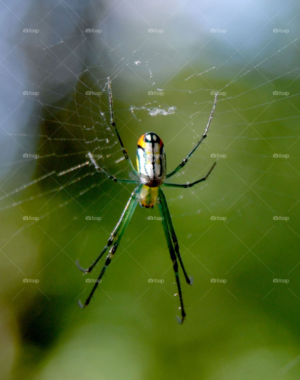 Spider close up