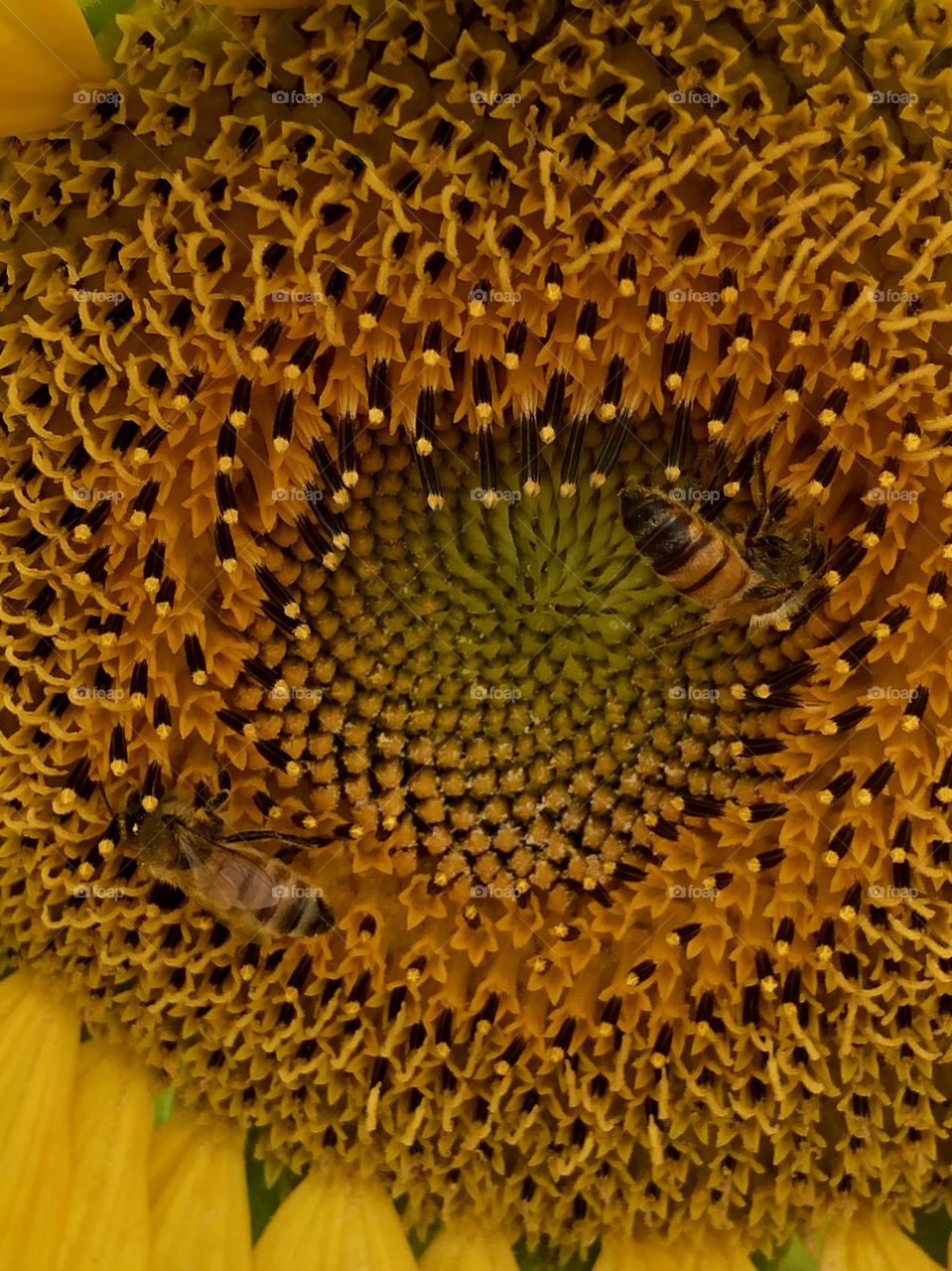 Sunflower and honey bees closeup 
