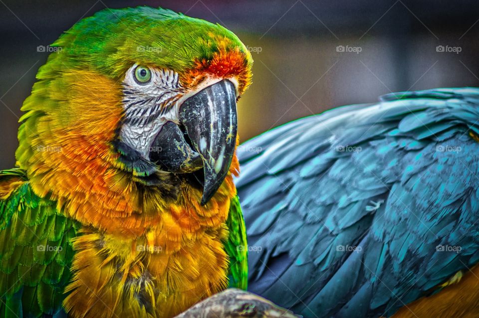 Parrot, Bird, Feather, Macaw, Zoo