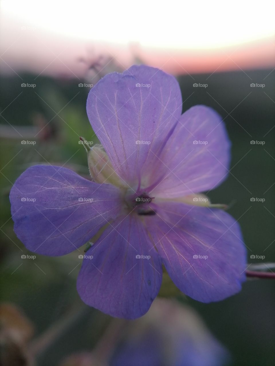 Flowers, roses, daisies, sky, summer, wild flowers, macro, insects,