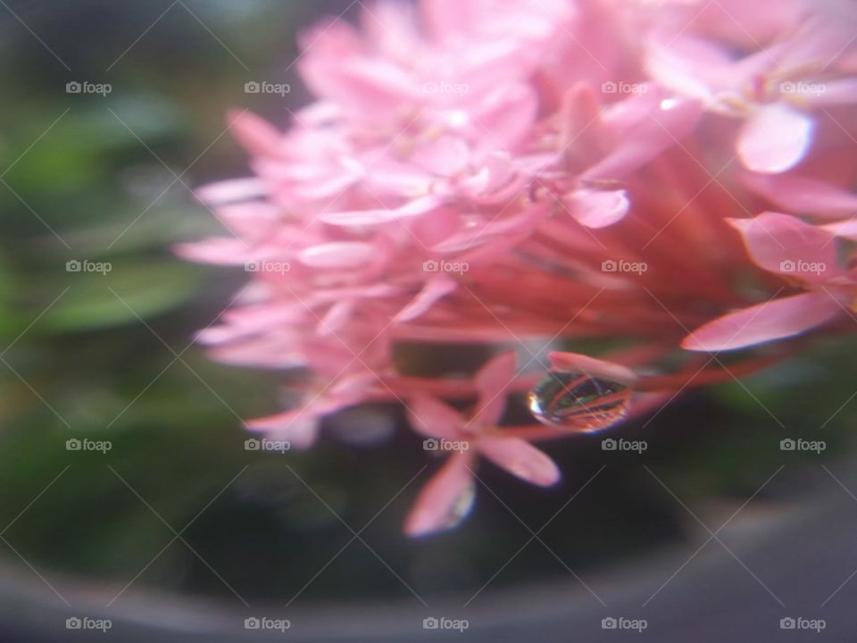 blur flowers