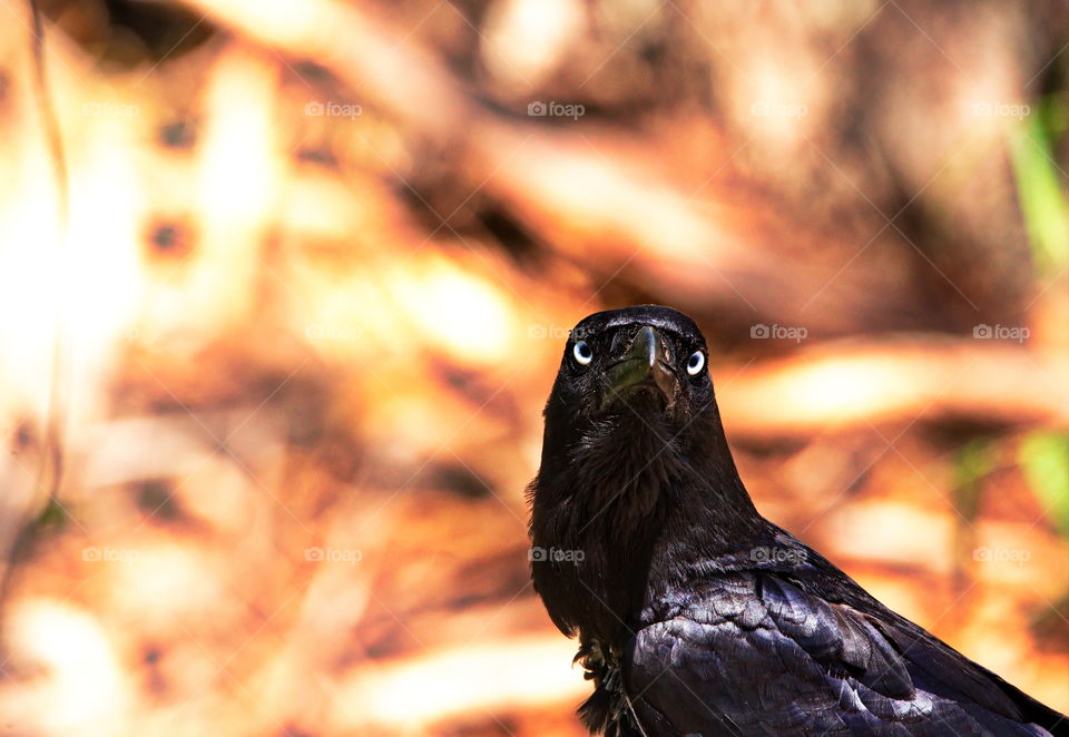 Australian Crow