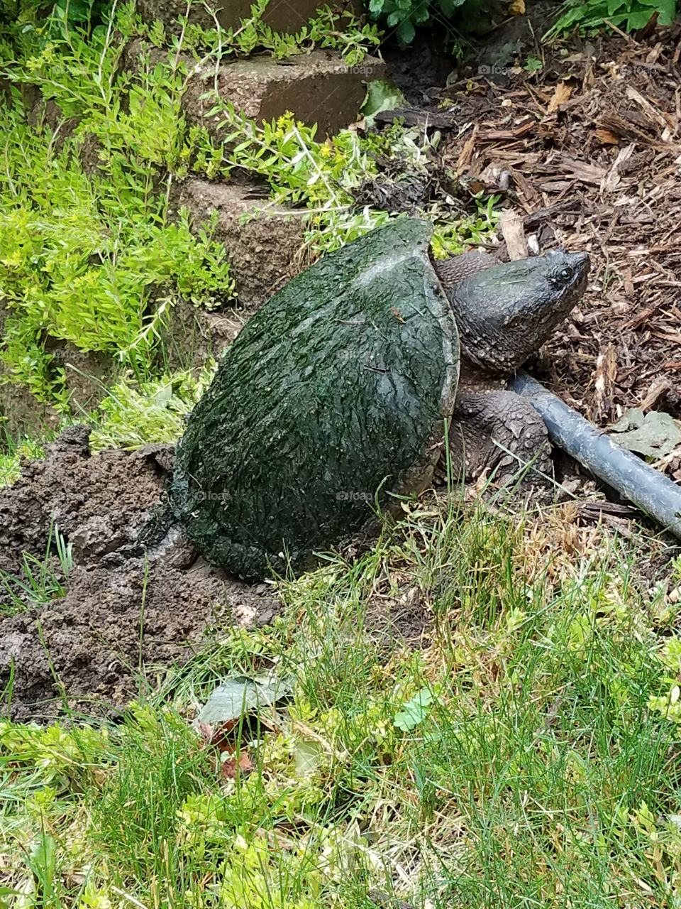 Mossy turtle emerges