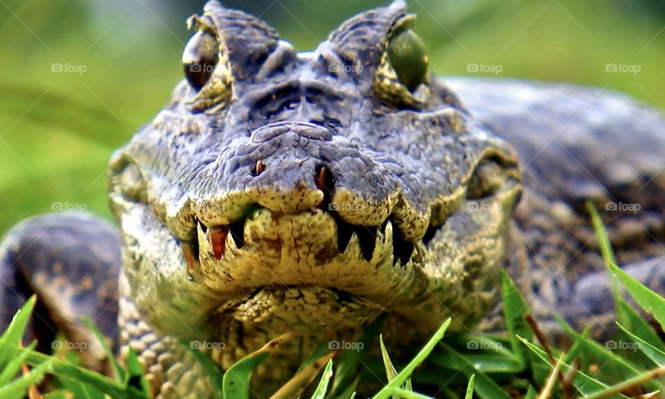 Close-up of a Crocodile