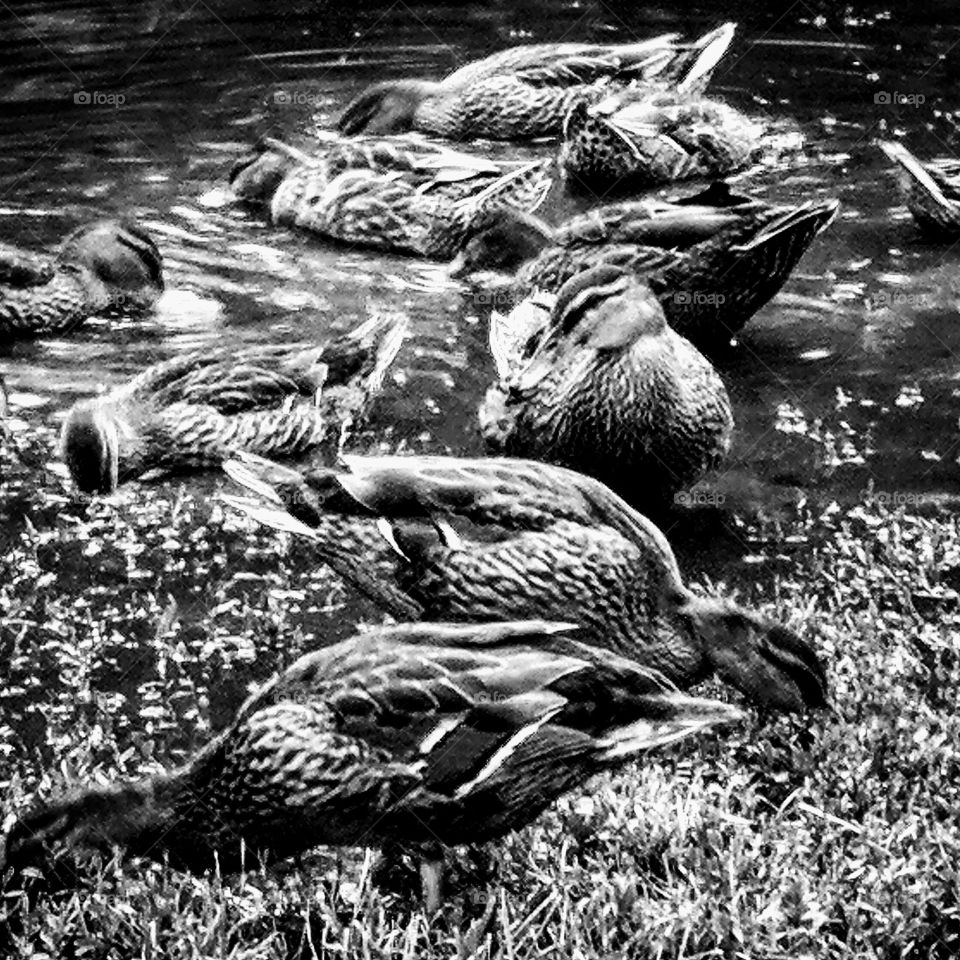 Spring Lake Park Ducks