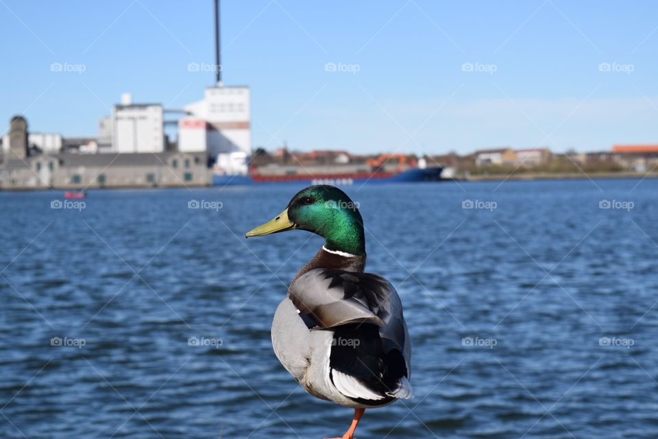 Close-up of a duck