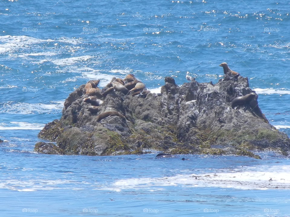 seals and sea otters at 17 mile drive California