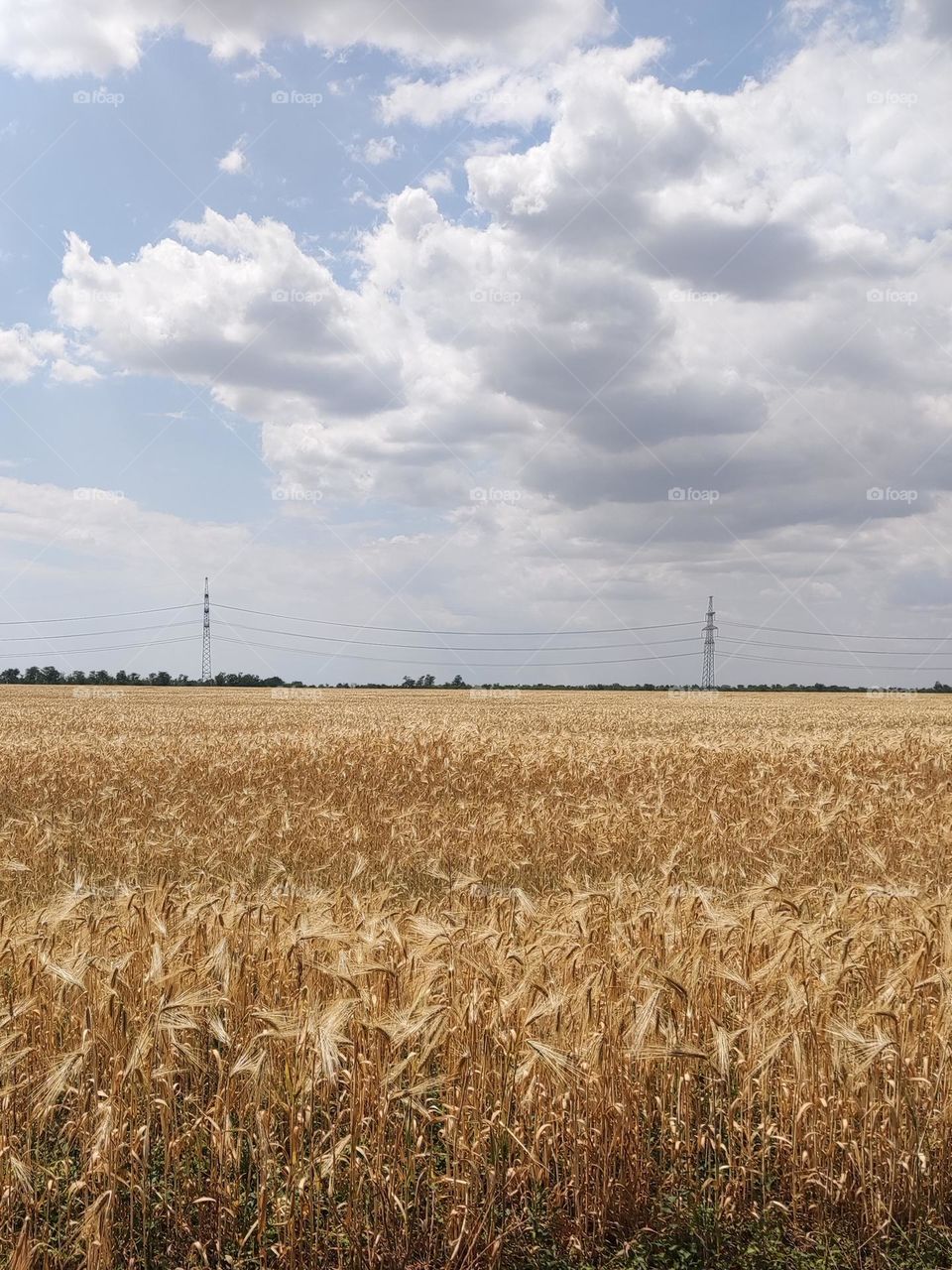 The gently swaying wheat stalks create a mesmerizing sea of amber waves, basking in the warm sunlight, promising a bountiful harvest.