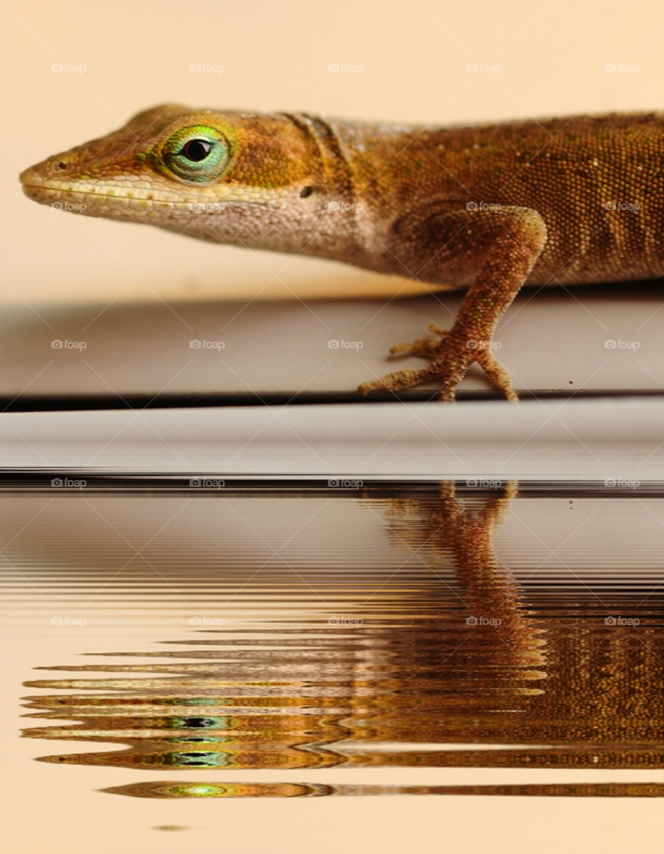 water reflection lizard reptile by lightanddrawing