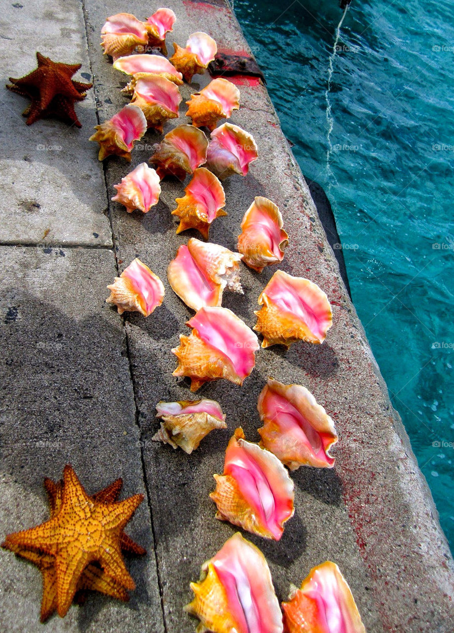 Shells by the Shore