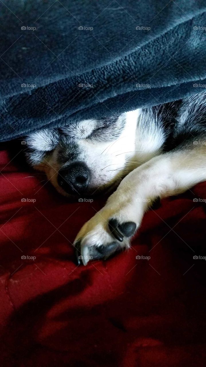 Chihuahua sleeping under blanket