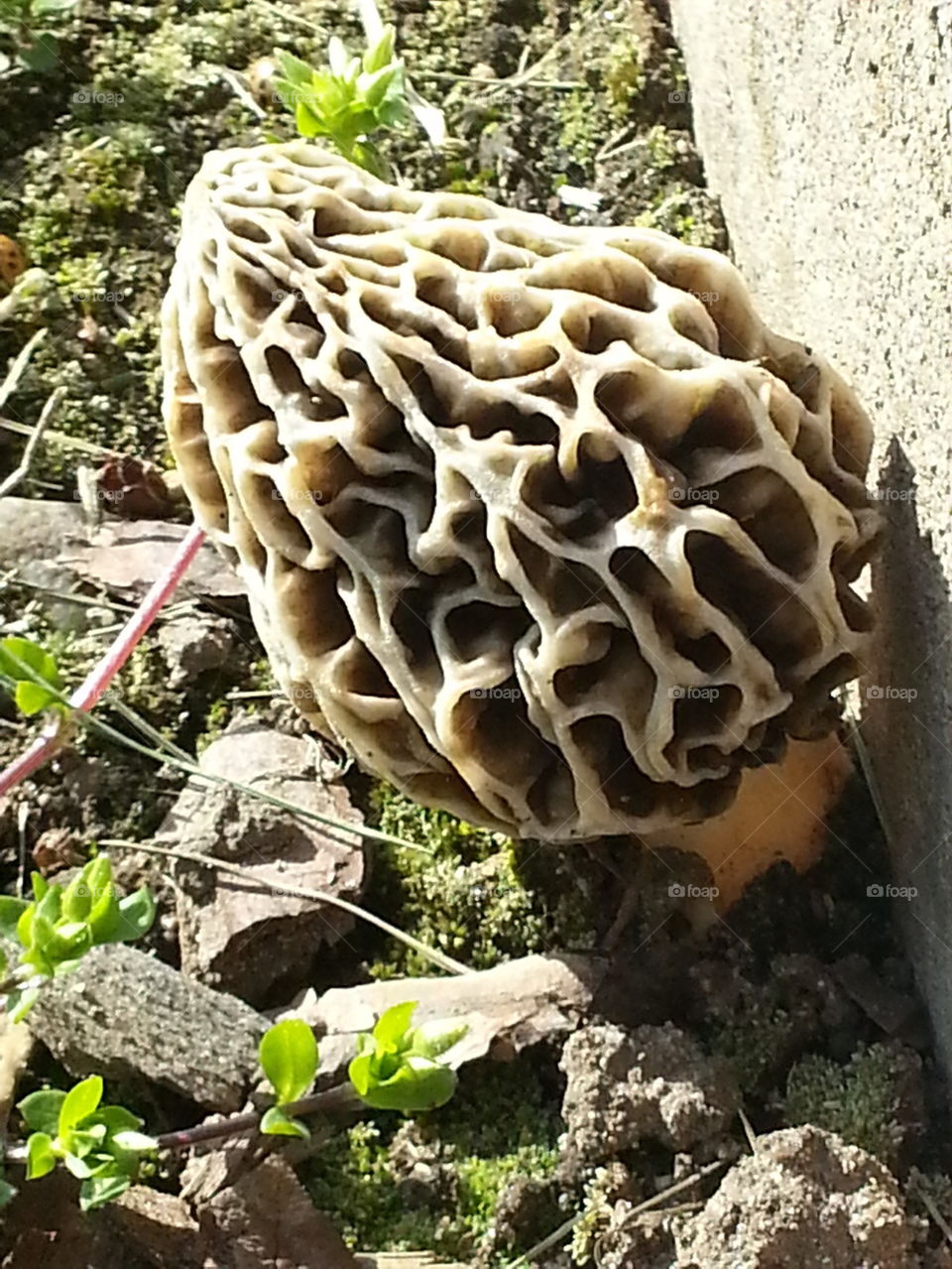 Spontanious Fruiting Morel