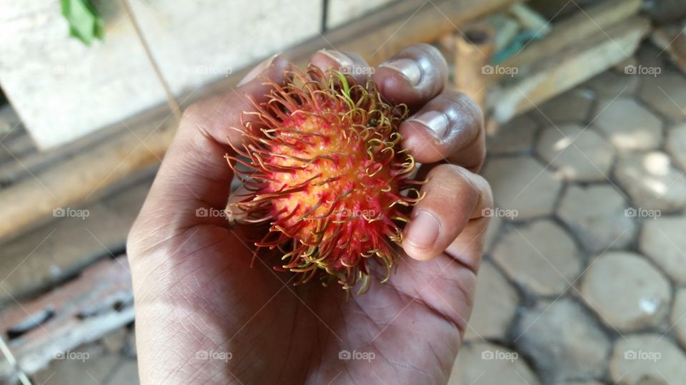 Rambutan is a tropical plant that belongs to the Sapindaceae tribe, originating from Indonesia and regions in Southeast Asia. The word "rambutan" comes from the shape of the fruit that has skin resembling hair.