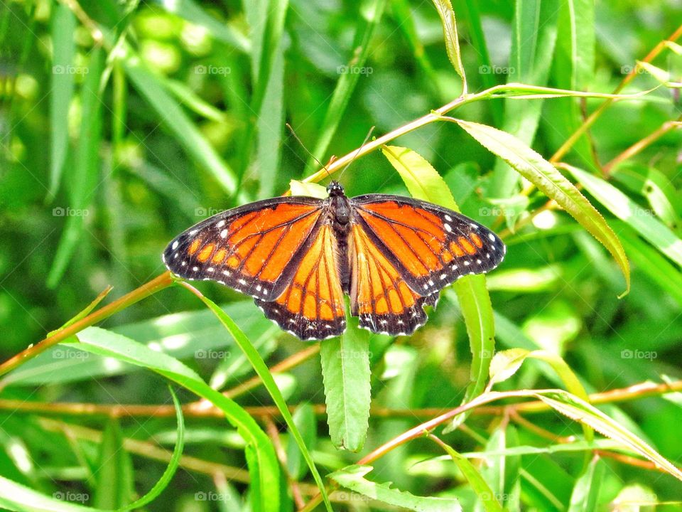 orange monarch butterfly on grass