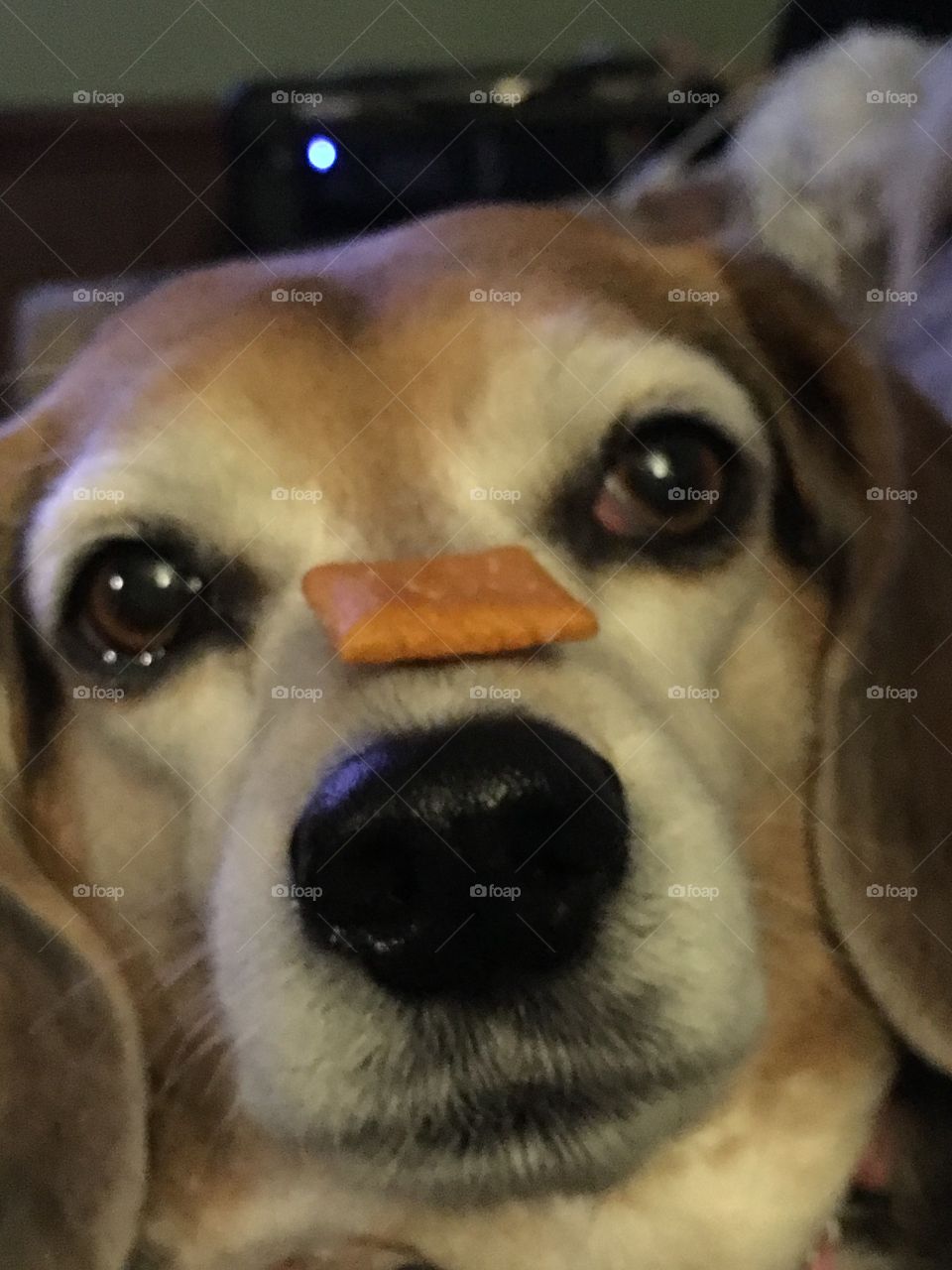 Molly with cheese it on nose 