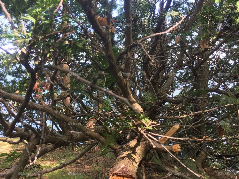 Tree, No Person, Nature, Wood, Outdoors