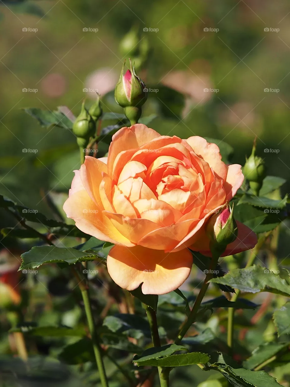 Rose