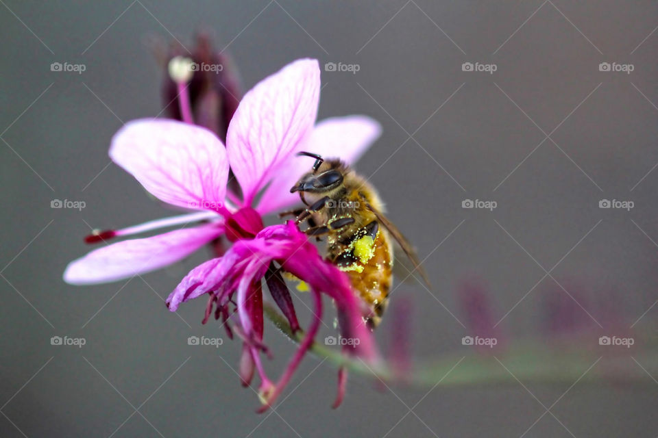 Macro bee