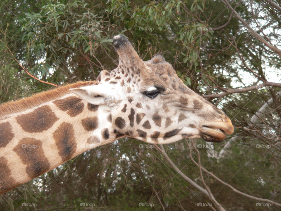 animal zoo giraffe by auscro