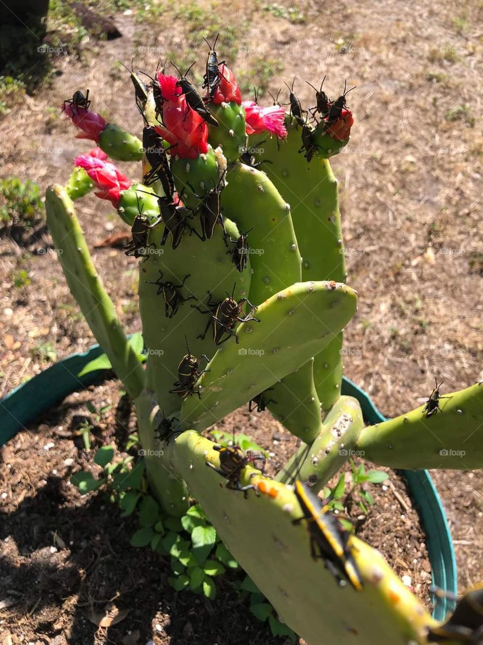 Locusts invade cacti