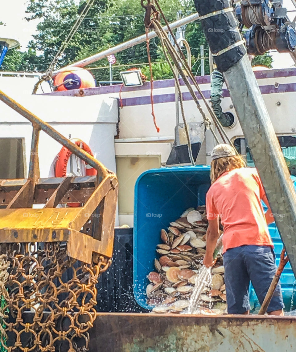 Unloading the catch of the day from a trawler boat in Hyannis Harbor.  Lots and lots of scallops. 