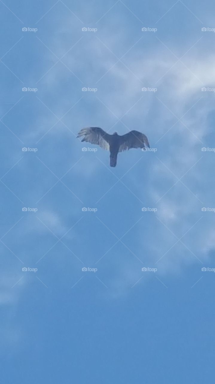 hawk overhead