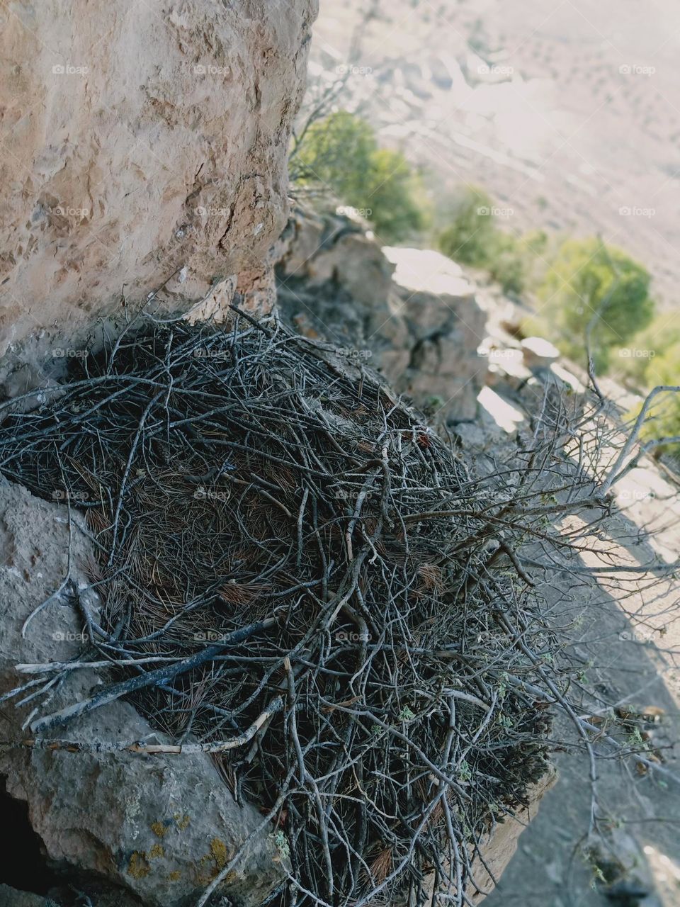Eagle bird nest