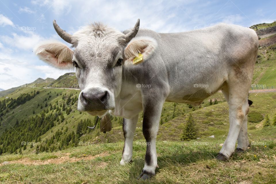 Cow posing in the mountains. Curious Grey and white cow is looking towards camera. Mountainous scenery. Cow bell hanging in the neck. Hairy ears