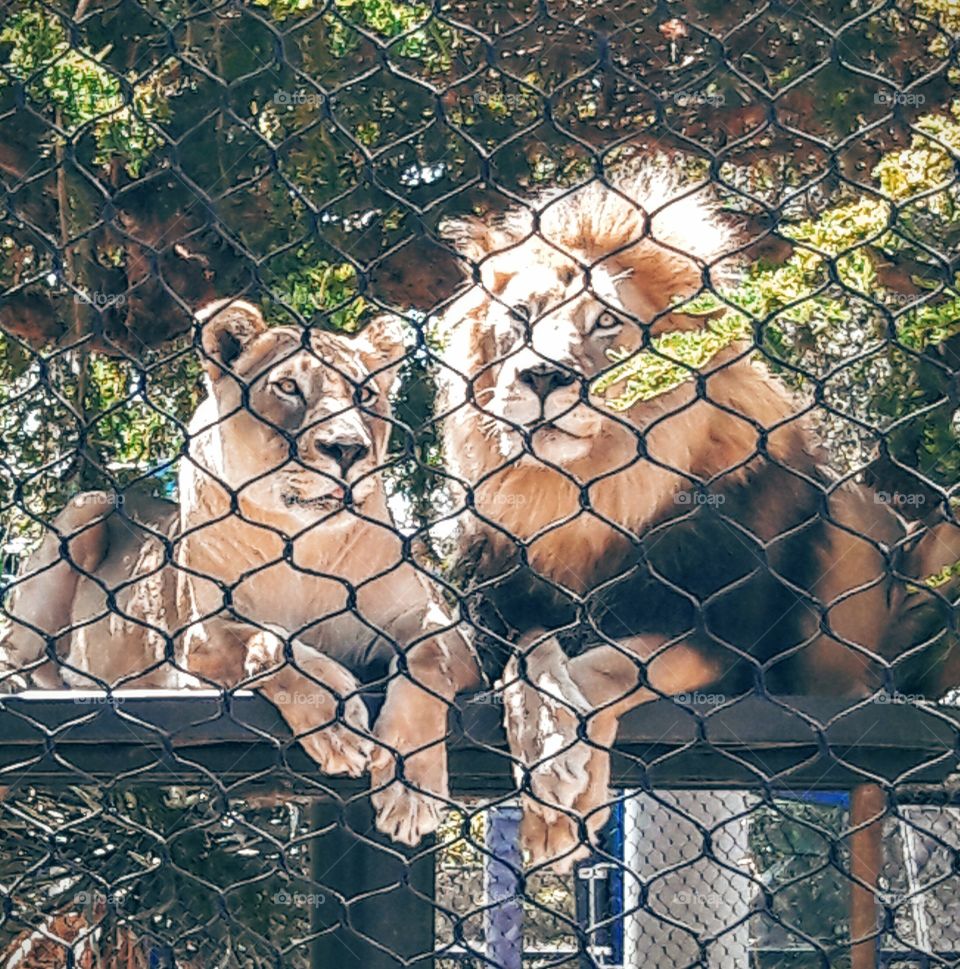 Lions at the zoo