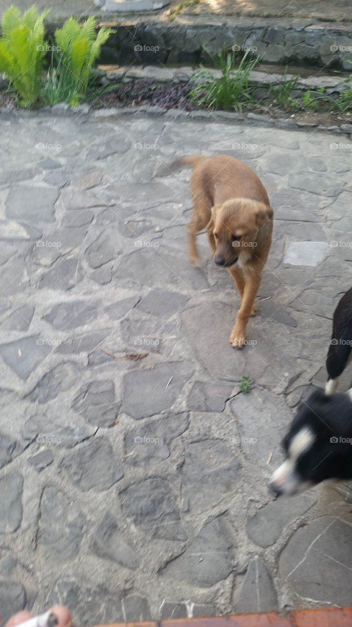 beautiful streight dog