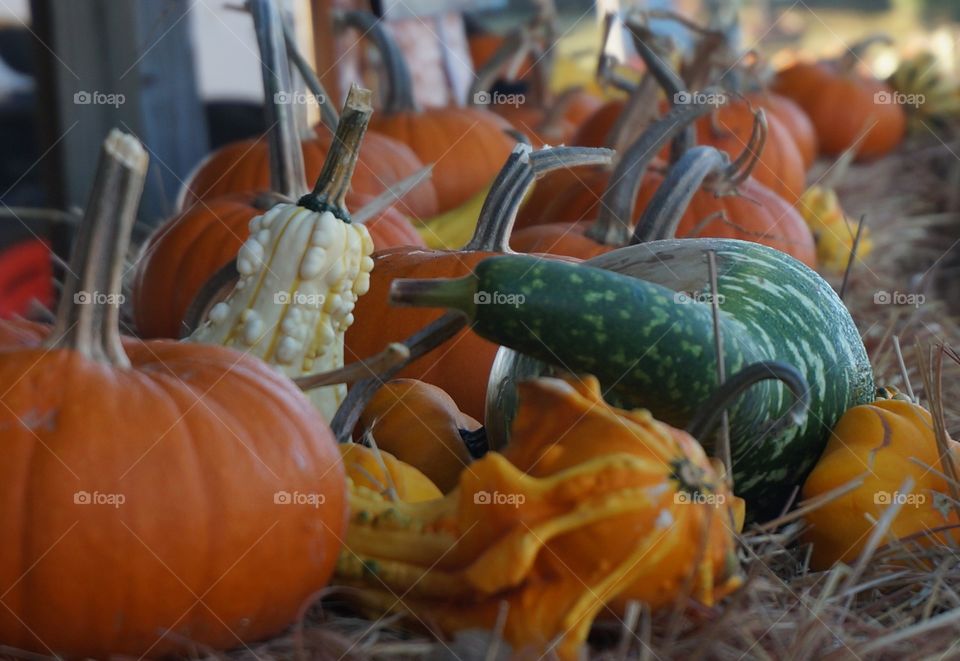 Close-up of pumpkins on hay