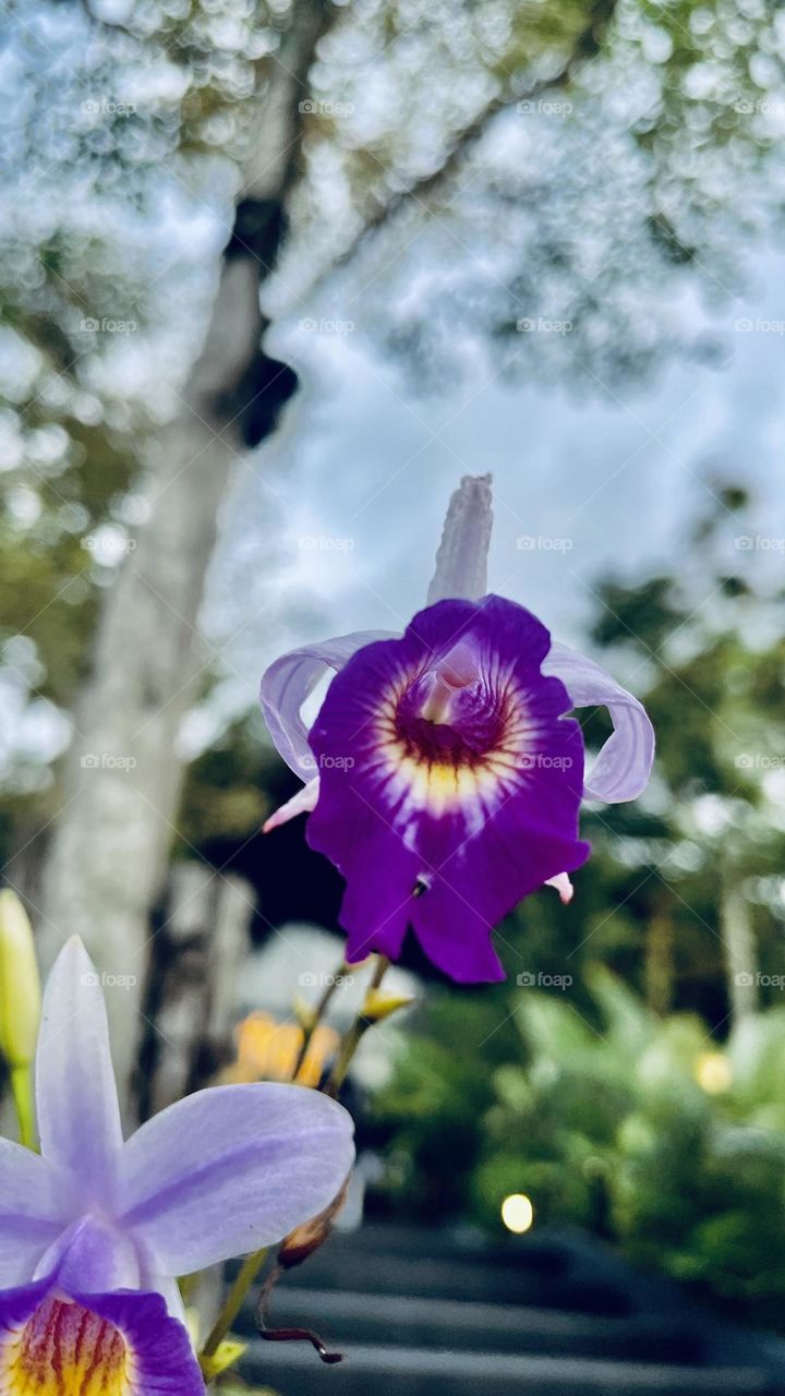 Flower at garden