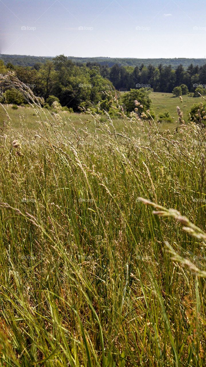 Landscape, Grass, Nature, Field, Summer