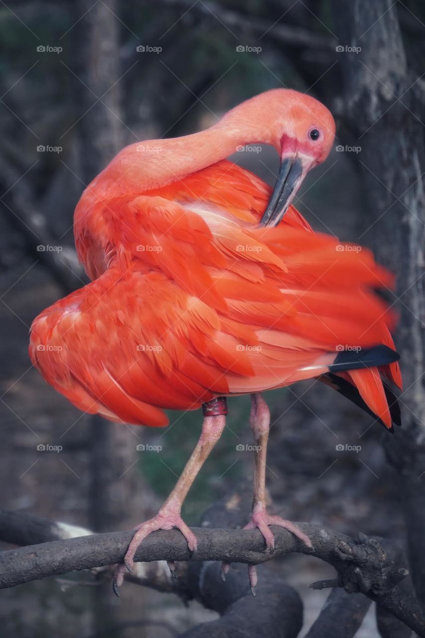 Scarlet ibis at the zoo of Barcelona